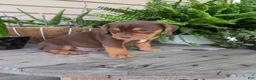 Beabull dogs for sale: Winston  - Ad 6