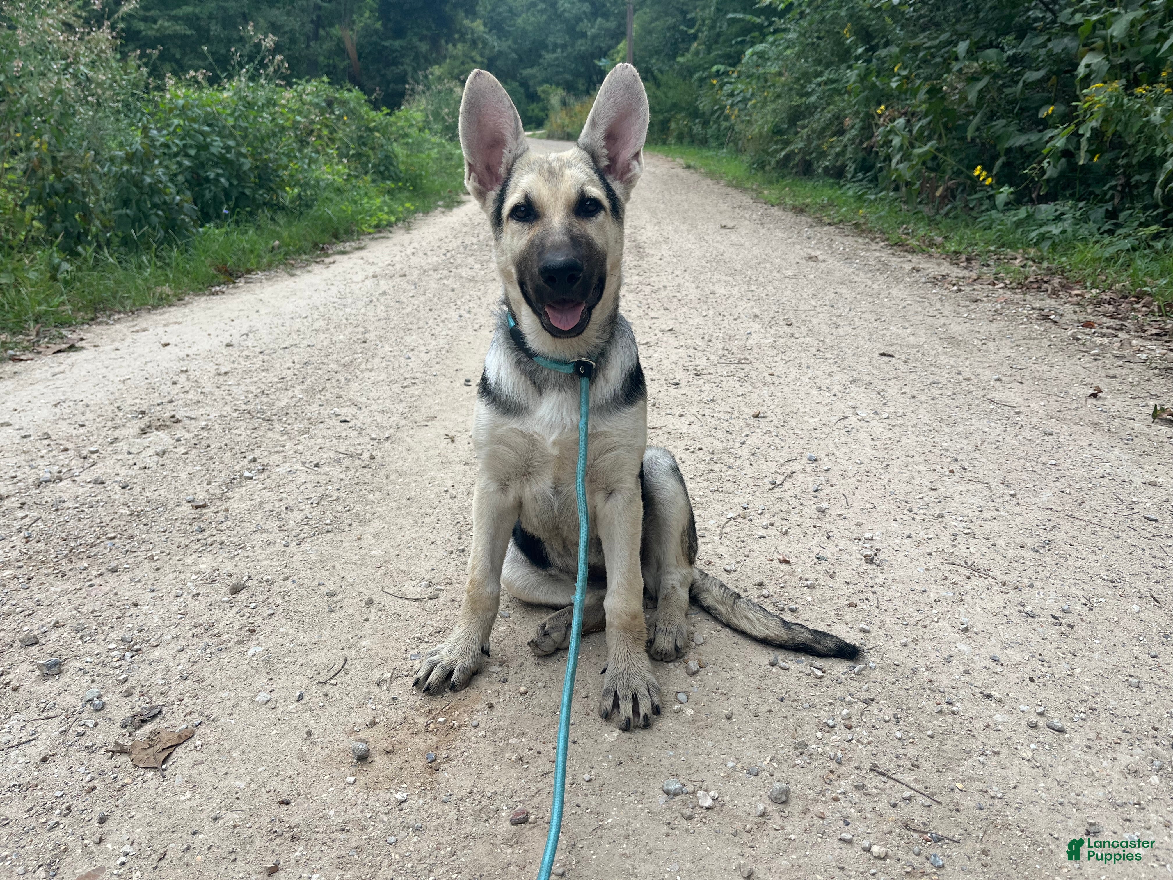 German Shepherd dogs Brooklynn  - Ad 40