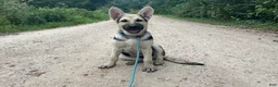 German Shepherd dogs for sale: Brooklynn  - Ad 1