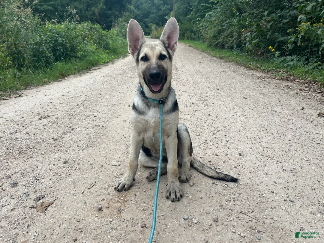 German Shepherd dogs for sale: Brooklynn  - Ad 1