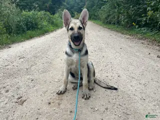 German Shepherd dogs Brooklynn - Ad 40