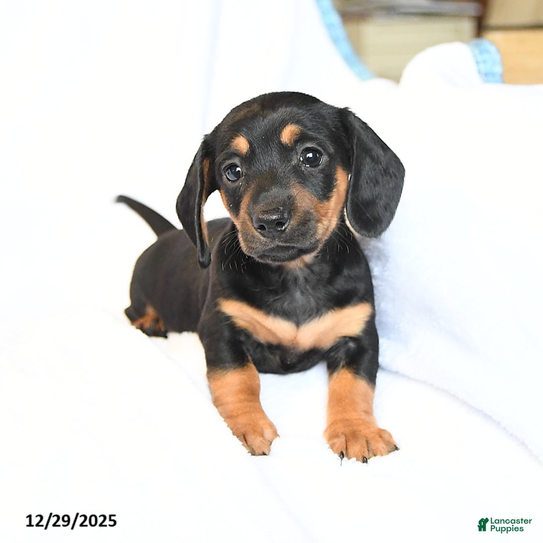 Miniature Dachshund dogs for sale: Duchess - Ad 2