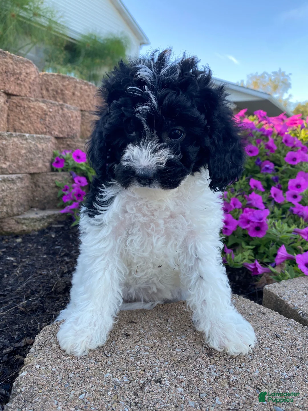Cavapoo dogs for sale: Tiffany - Ad 10