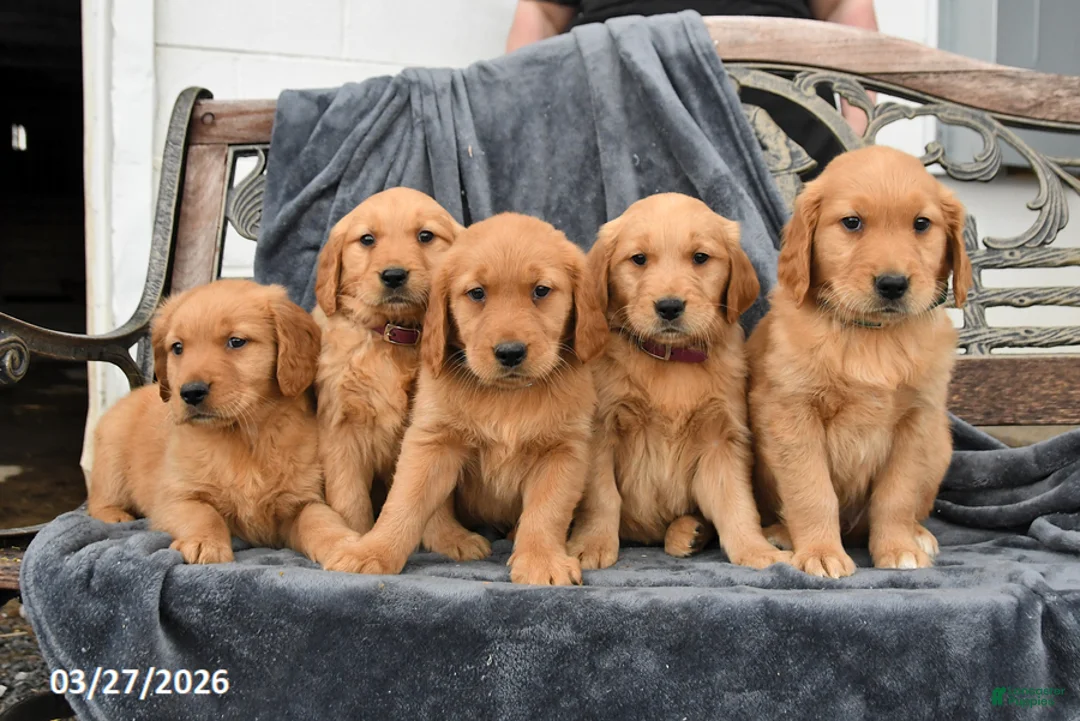 Golden Retriever dogs for sale: Bella   - Ad 3