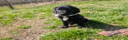 Labrador Retriever dogs for sale: Labrador Retriever Puppy 7 - Ad 1