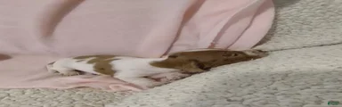 Miniature Dachshund 1