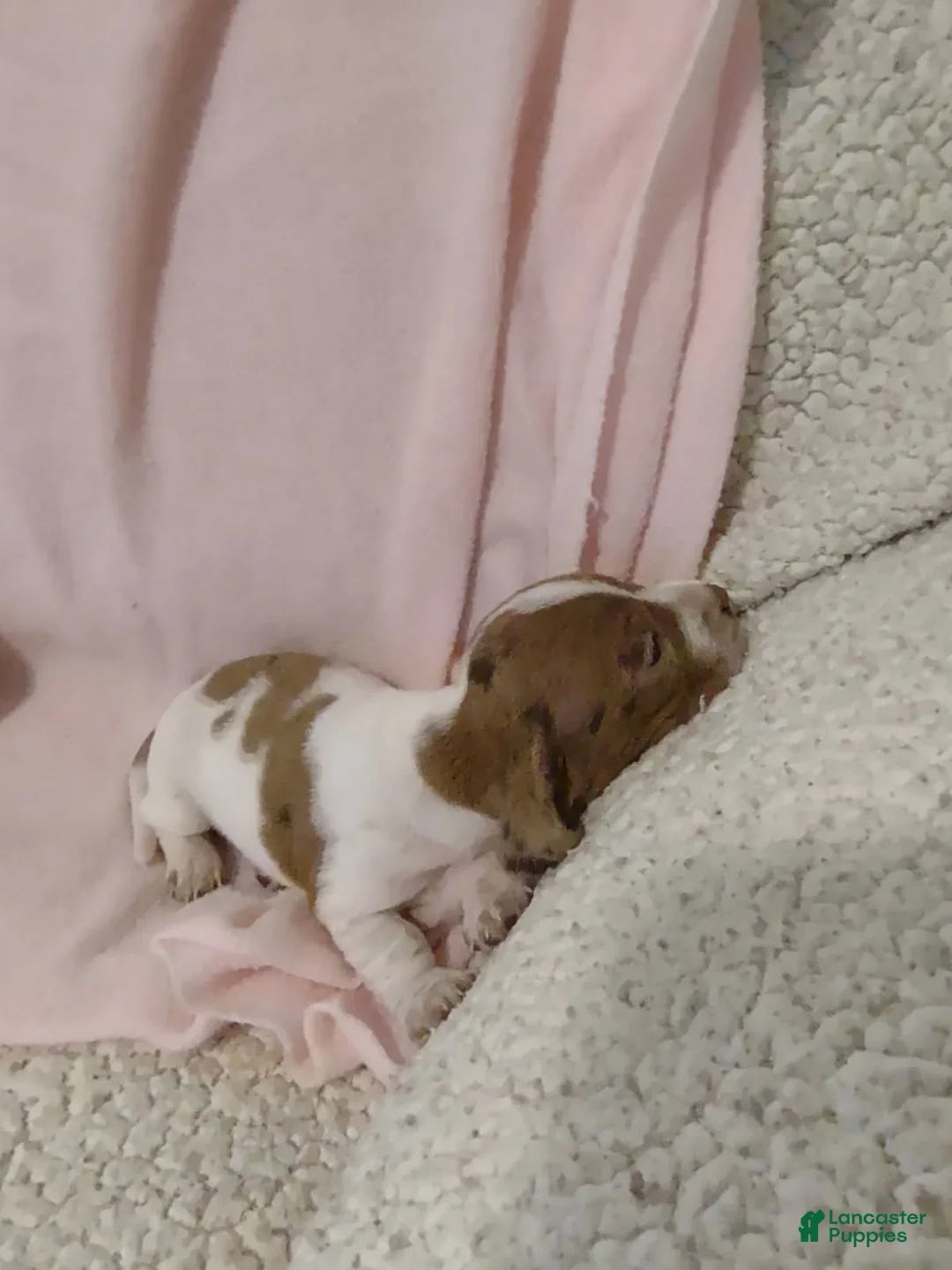 Miniature Dachshund dogs for sale: Miniature Dachshund 1 - Ad 1