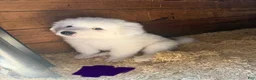 Great Pyrenees dogs for sale: Ms purple  - Ad 1