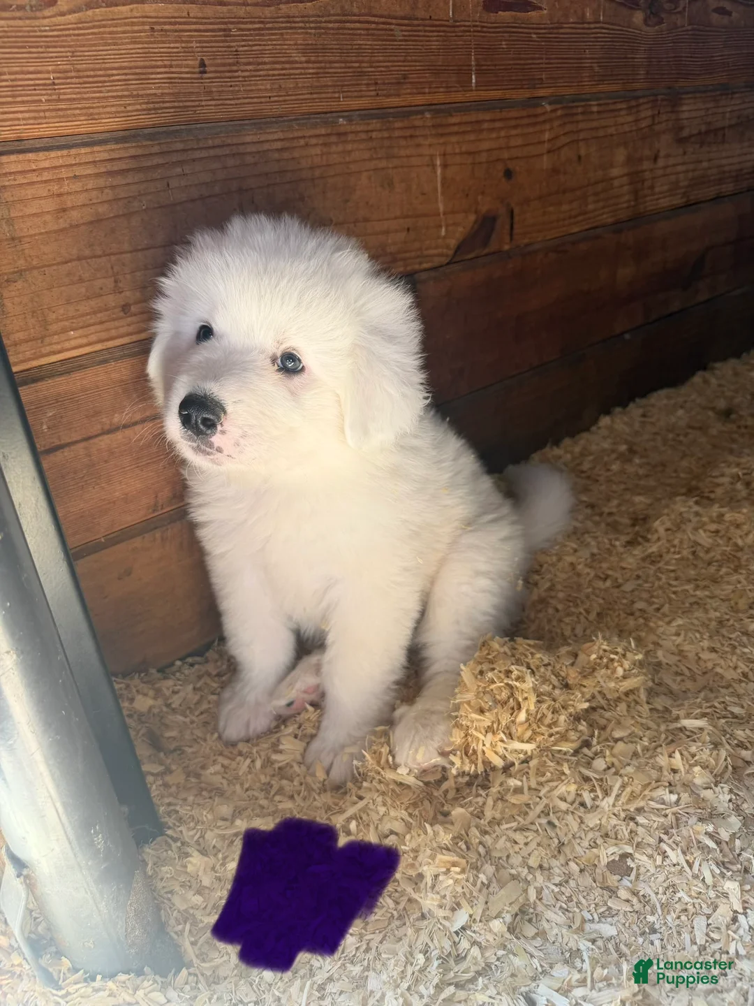 Great Pyrenees dogs for sale: Ms purple  - Ad 1