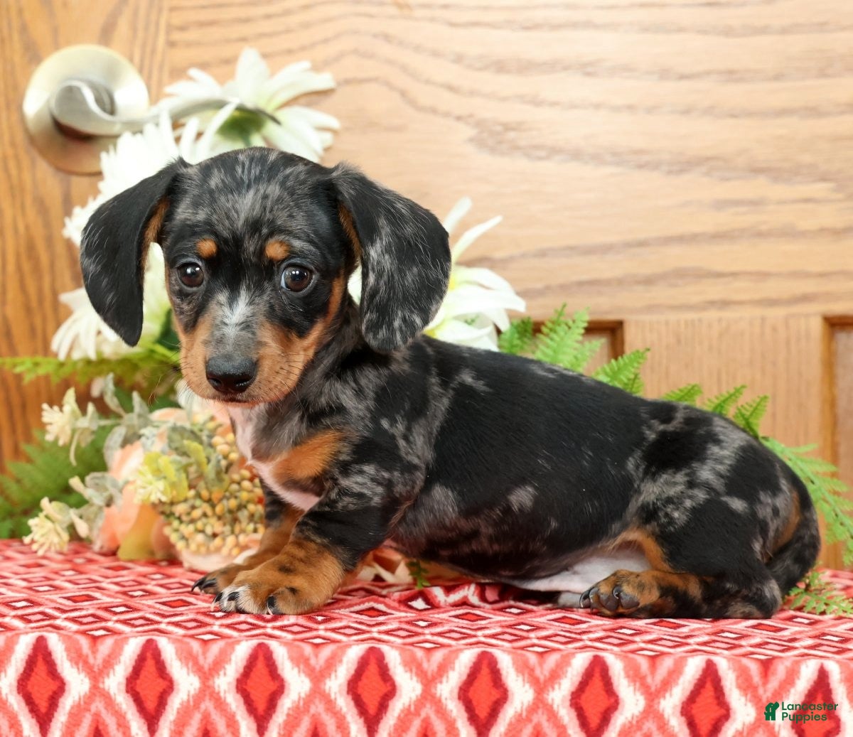 Miniature Dachshund dogs Snickers - Ad 2