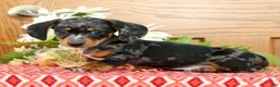 Miniature Dachshund dogs for sale: Snickers - Ad 2