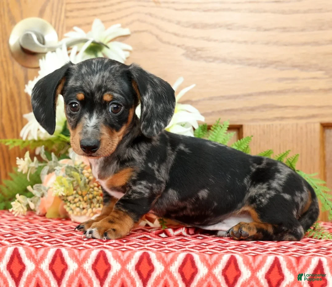 Miniature Dachshund dogs for sale: Snickers - Ad 2