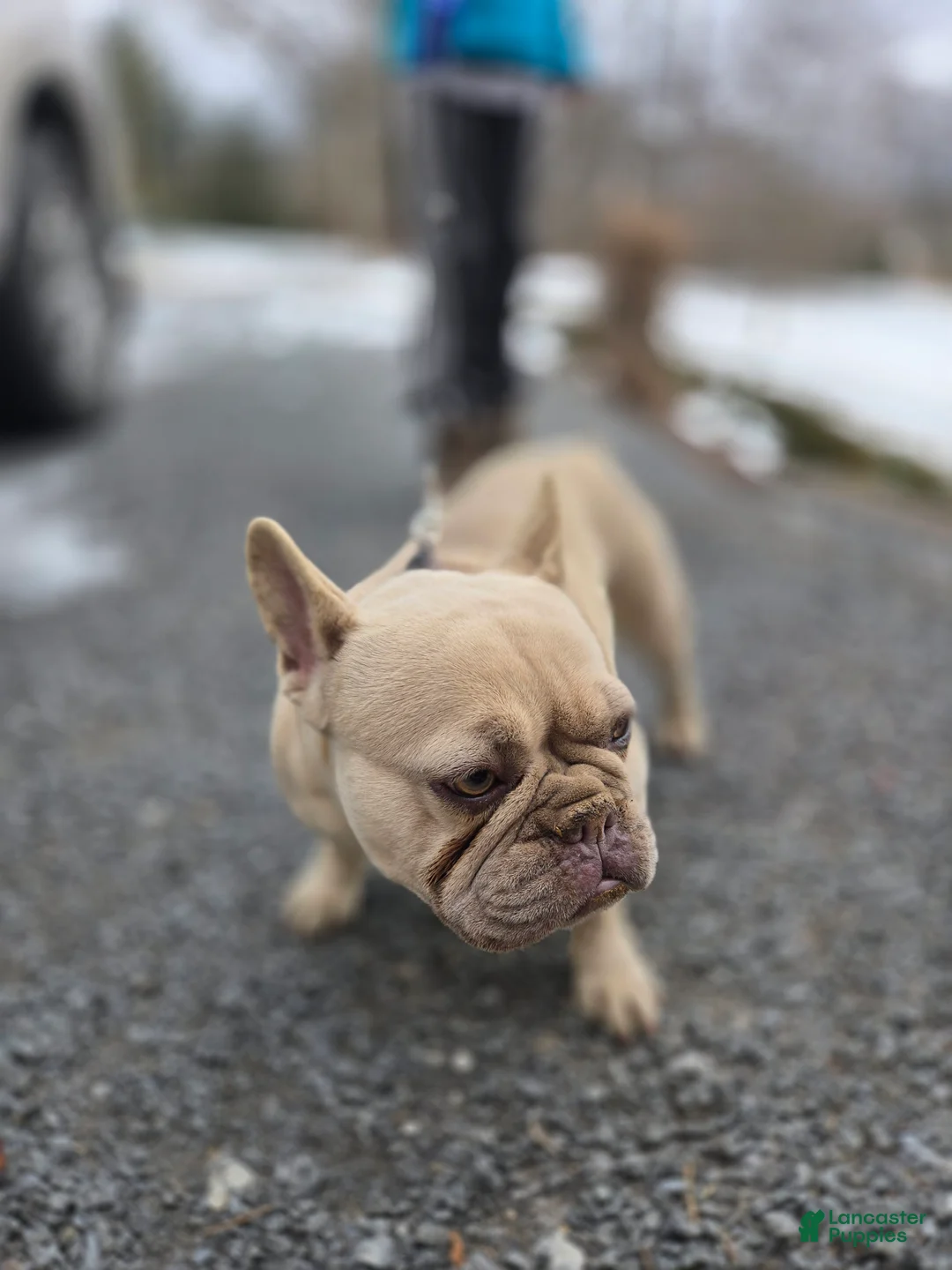 French Bulldog dogs for sale: French Bulldog Puppy 2 - Ad 2