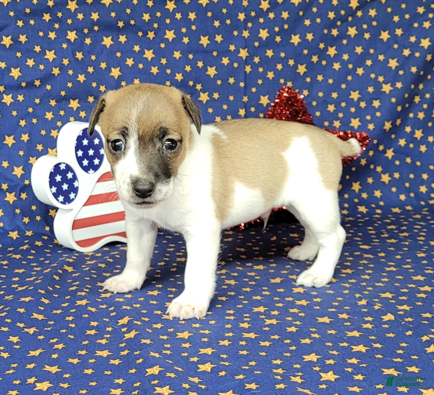 Jack Russell Terrier dogs Rebel DELIVERY AVAILABLE  - Ad 25