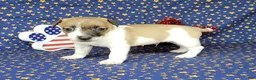 Jack Russell Terrier dogs for sale: RICOCHET Delivery available  - Ad 9