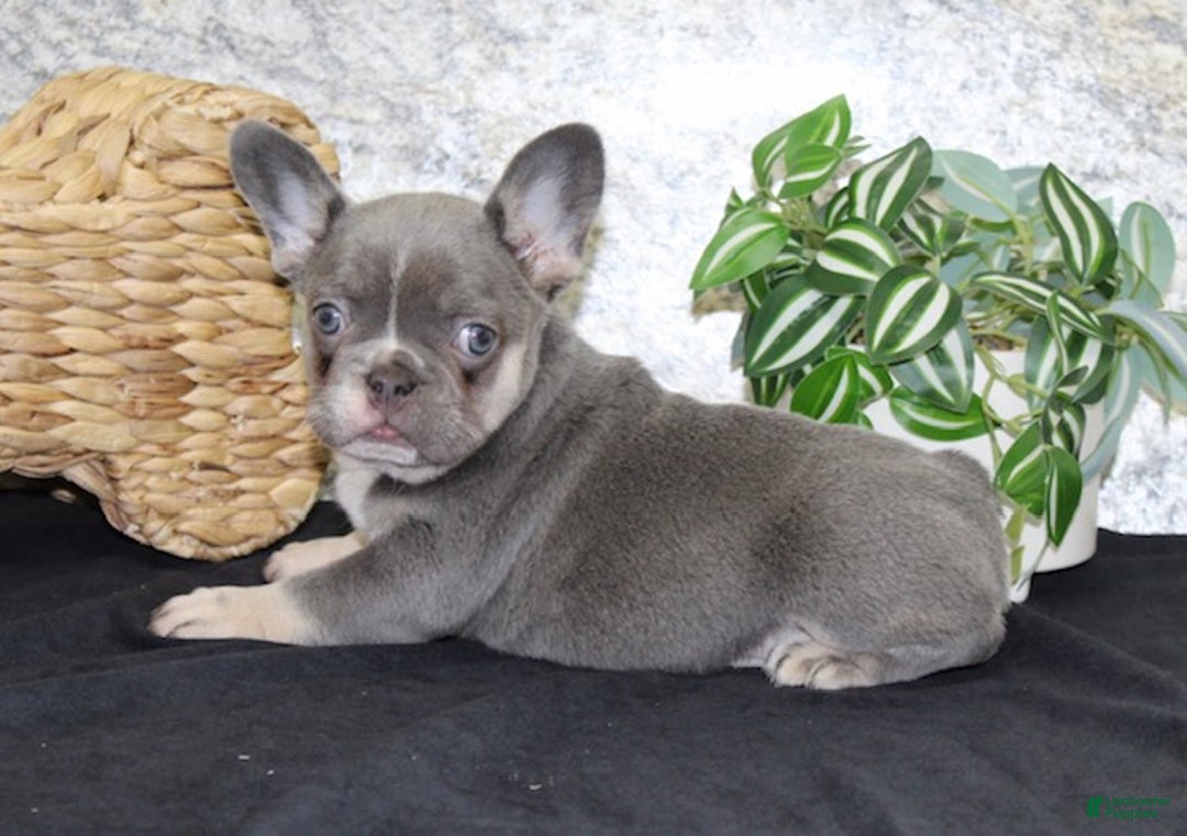 French Bulldog dogs for sale: Sophia - Ad 5