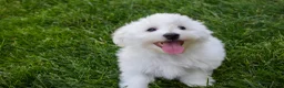 Maltese dogs for sale:  Justin  - Ad 8