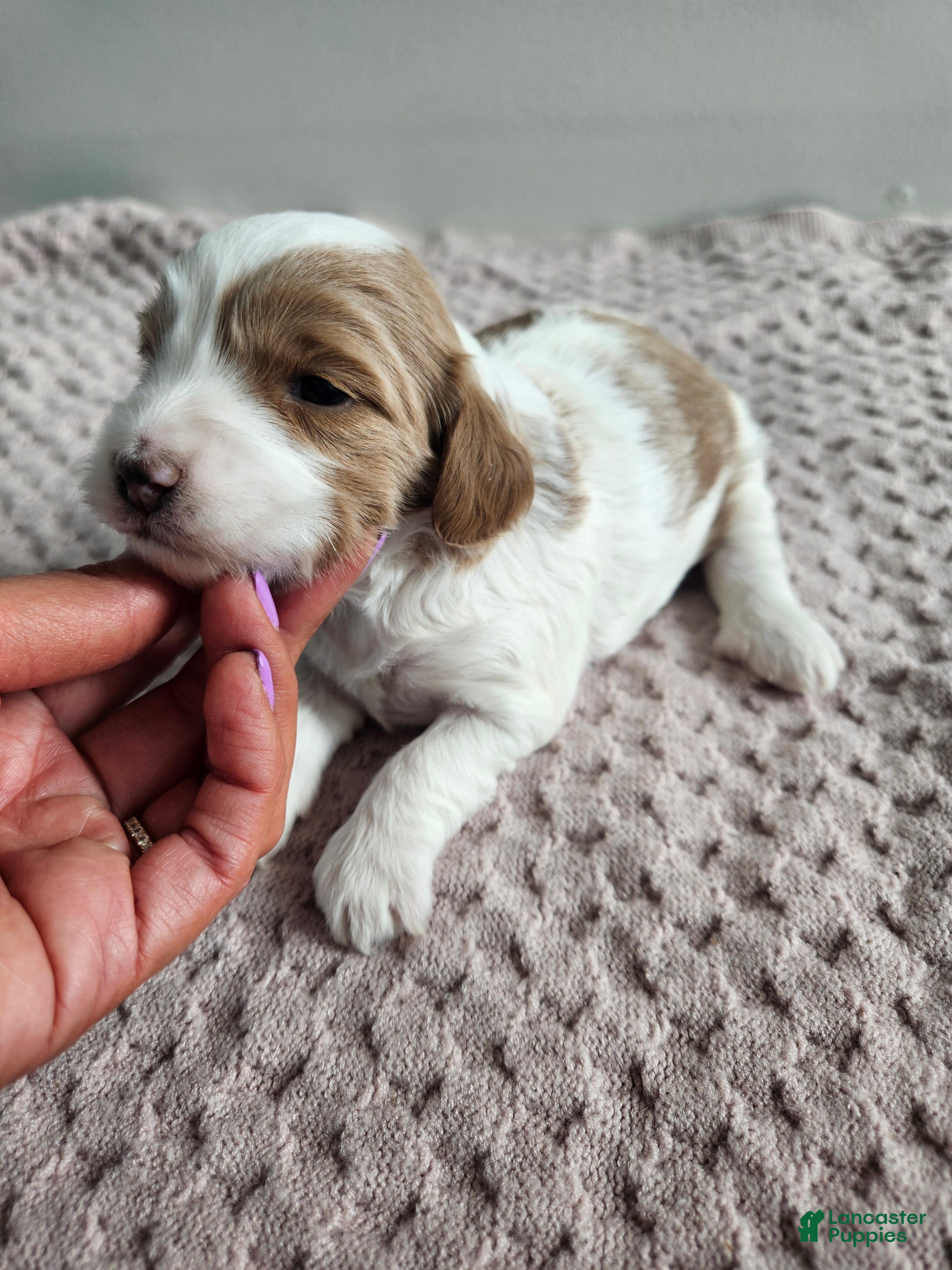 Cavapoo dogs Abbie - Ad 41