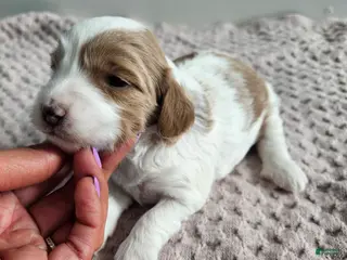 Cavapoo dogs Abbie - Ad 41