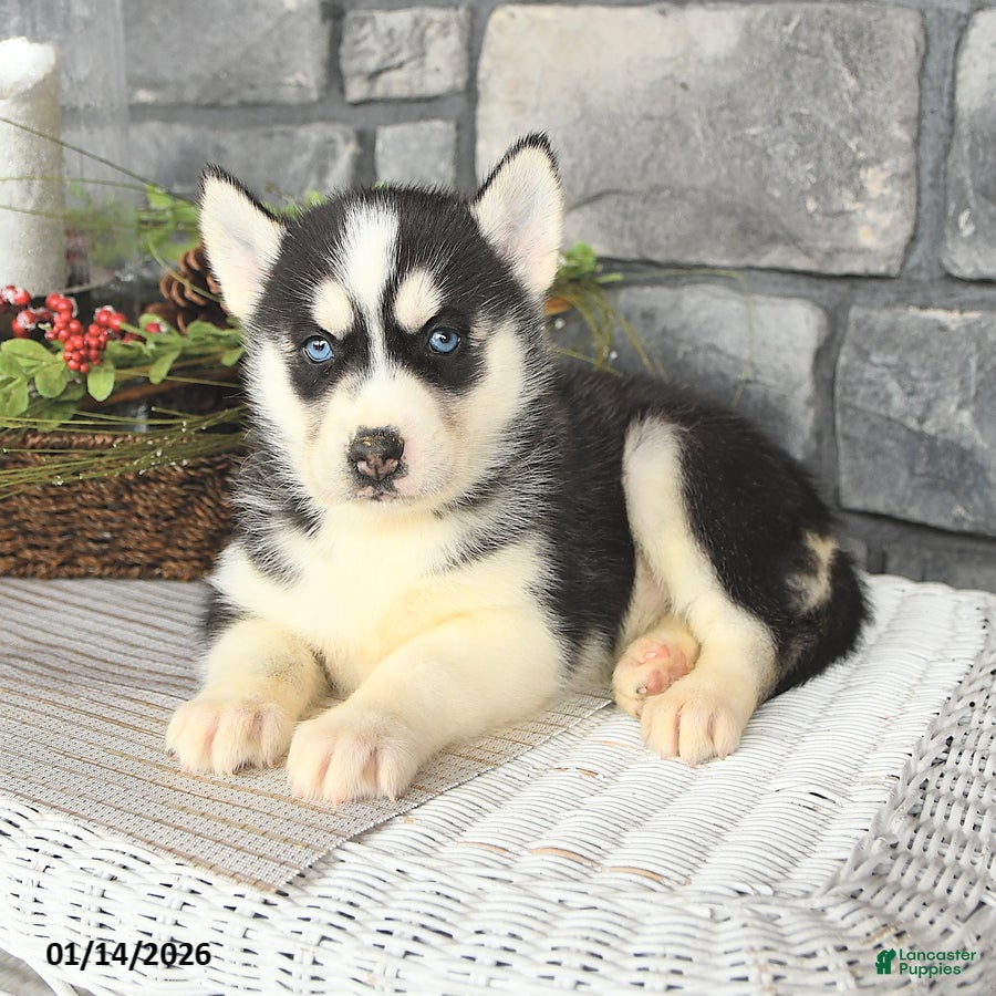 Siberian Husky dogs Lola - Ad 5