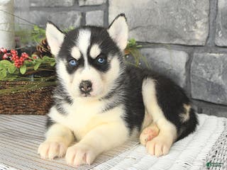 Siberian Husky dogs Lola - Ad 23