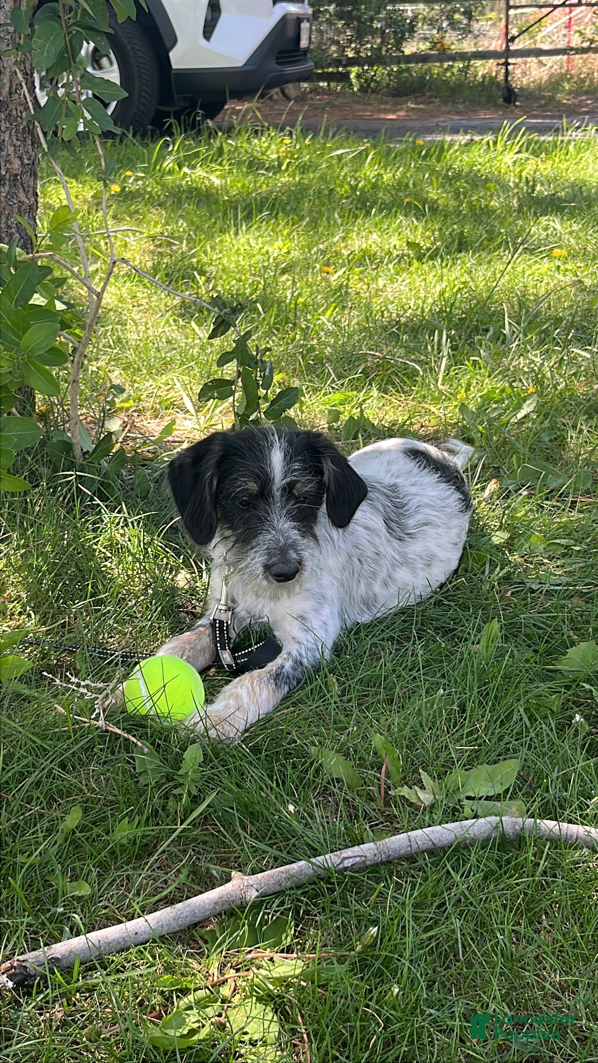 Mini Aussiedoodle dogs for sale: Miniature Aussiedoodle Charlie - Ad 1
