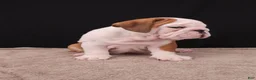 English Bulldog dogs for sale: Bruno - Ad 29