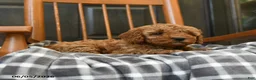 Miniature Poodle dogs for sale: Caramel - Ad 5