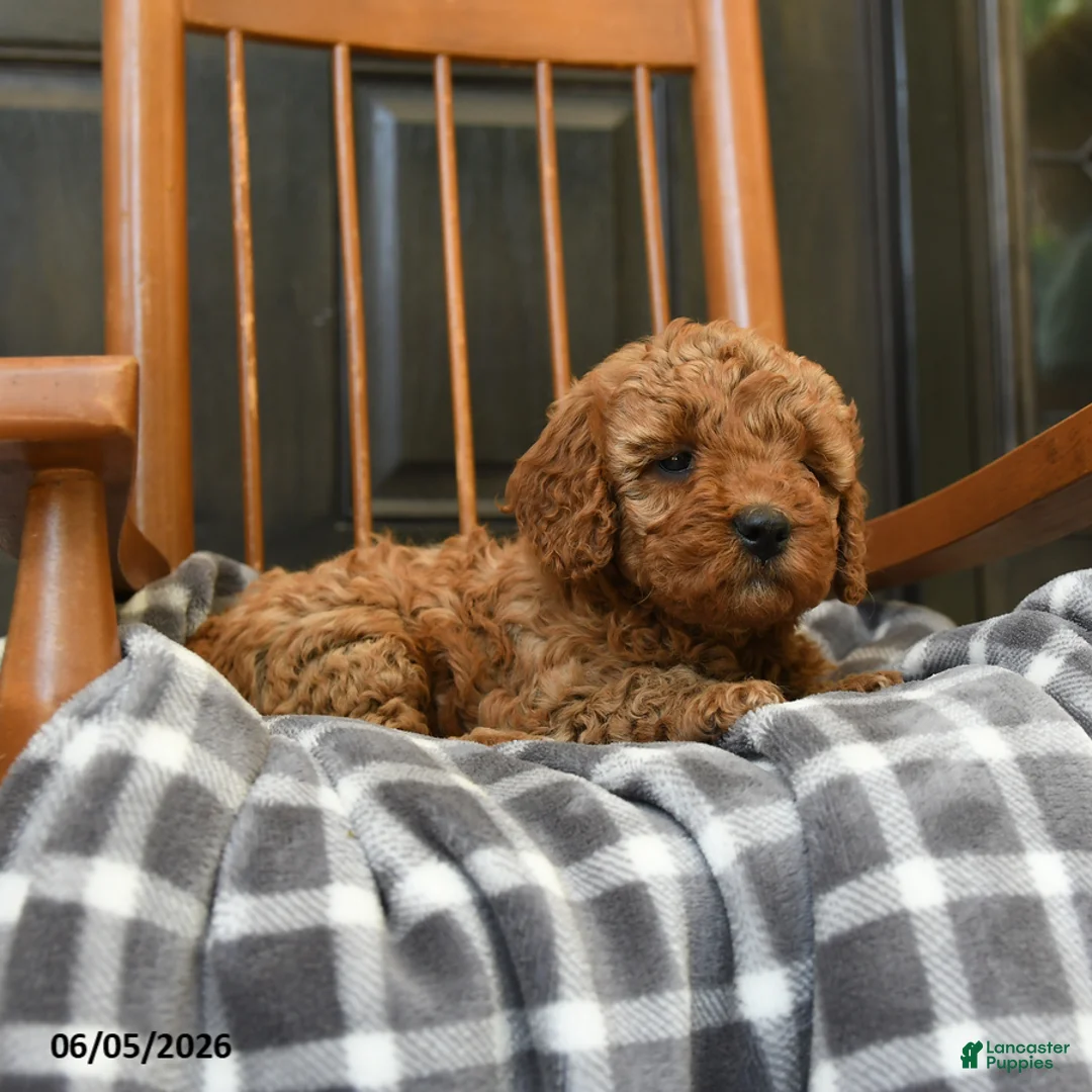 Miniature Poodle dogs for sale: Caramel - Ad 5