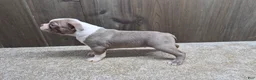 Boston Terrier dogs for sale: Shadow - Ad 4
