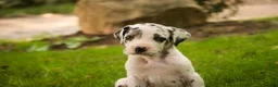 Great Dane dogs for sale: Blake Great Dane  - Ad 8