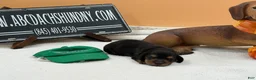 Miniature Dachshund dogs for sale: Grand Champion sired - Ad 2