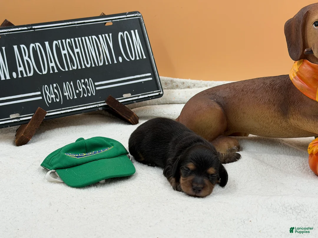 Miniature Dachshund dogs for sale: Grand Champion sired - Ad 2