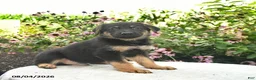 German Shepherd dogs for sale: Lightning - Ad 4