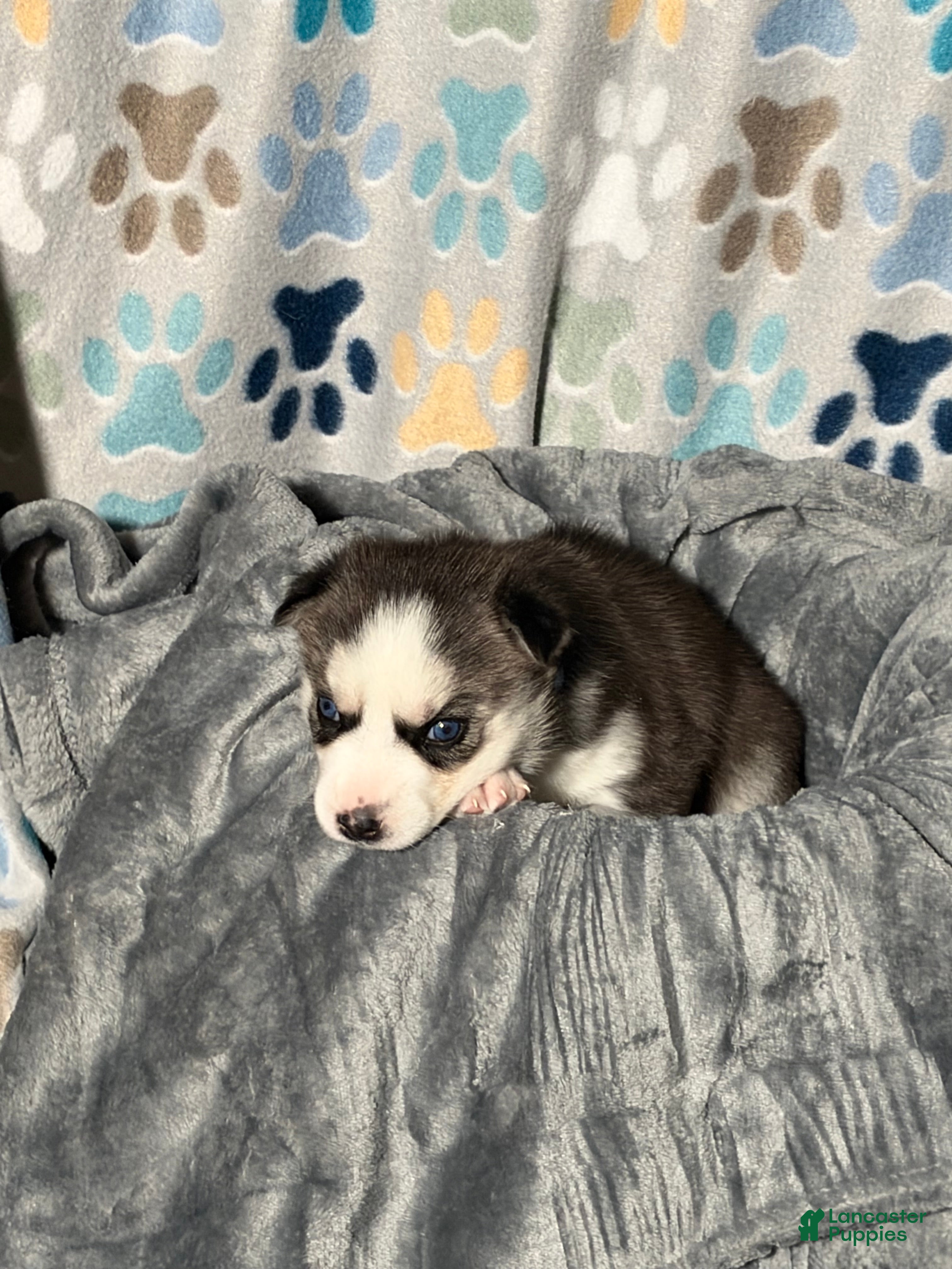 Siberian Husky dogs for sale: Roxie Mae - Ad 2