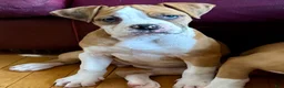 Alapaha Blue Blood Bulldog dogs for sale: BEA Liberty - Ad 1