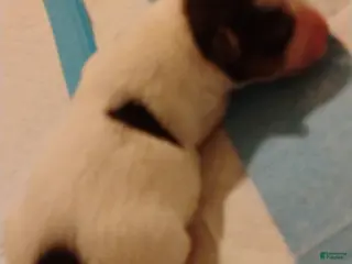 Biewer Terrier dogs Biewer Terrier Puppy 5 - Ad 29