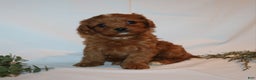 Cavapoo dogs for sale: Sue - Ad 2