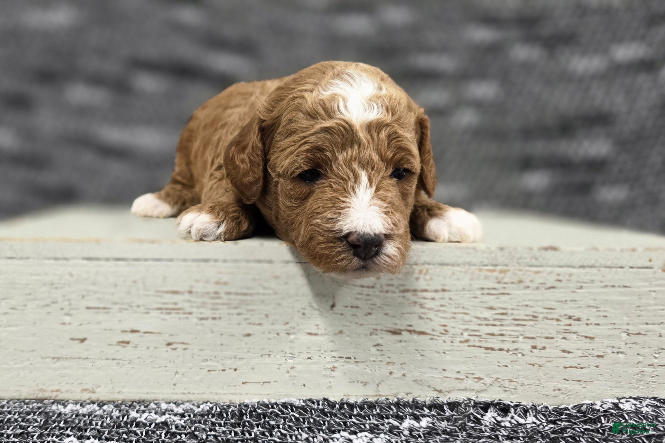 Miniature Poodle dogs Cooper - Ad 2