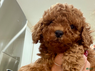 Miniature Poodle dogs Aurora red boy - Ad 22