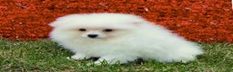 Pomeranian dogs for sale: Pomeranian Puppy Fluffy - Ad 6