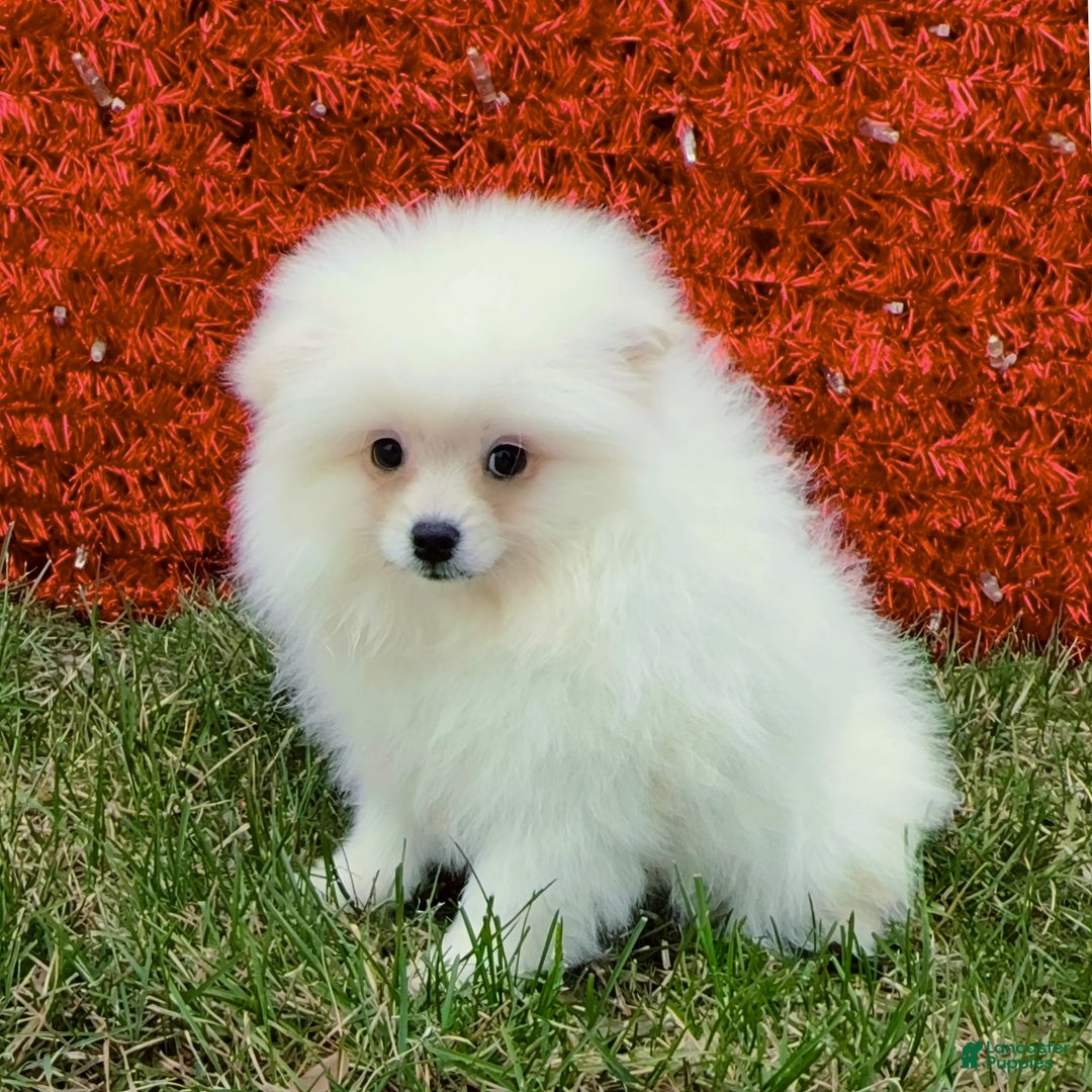 Pomeranian dogs for sale: Pomeranian Puppy Fluffy - Ad 6