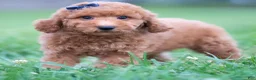 Mini Goldendoodle dogs for sale: Fitz - Ad 1