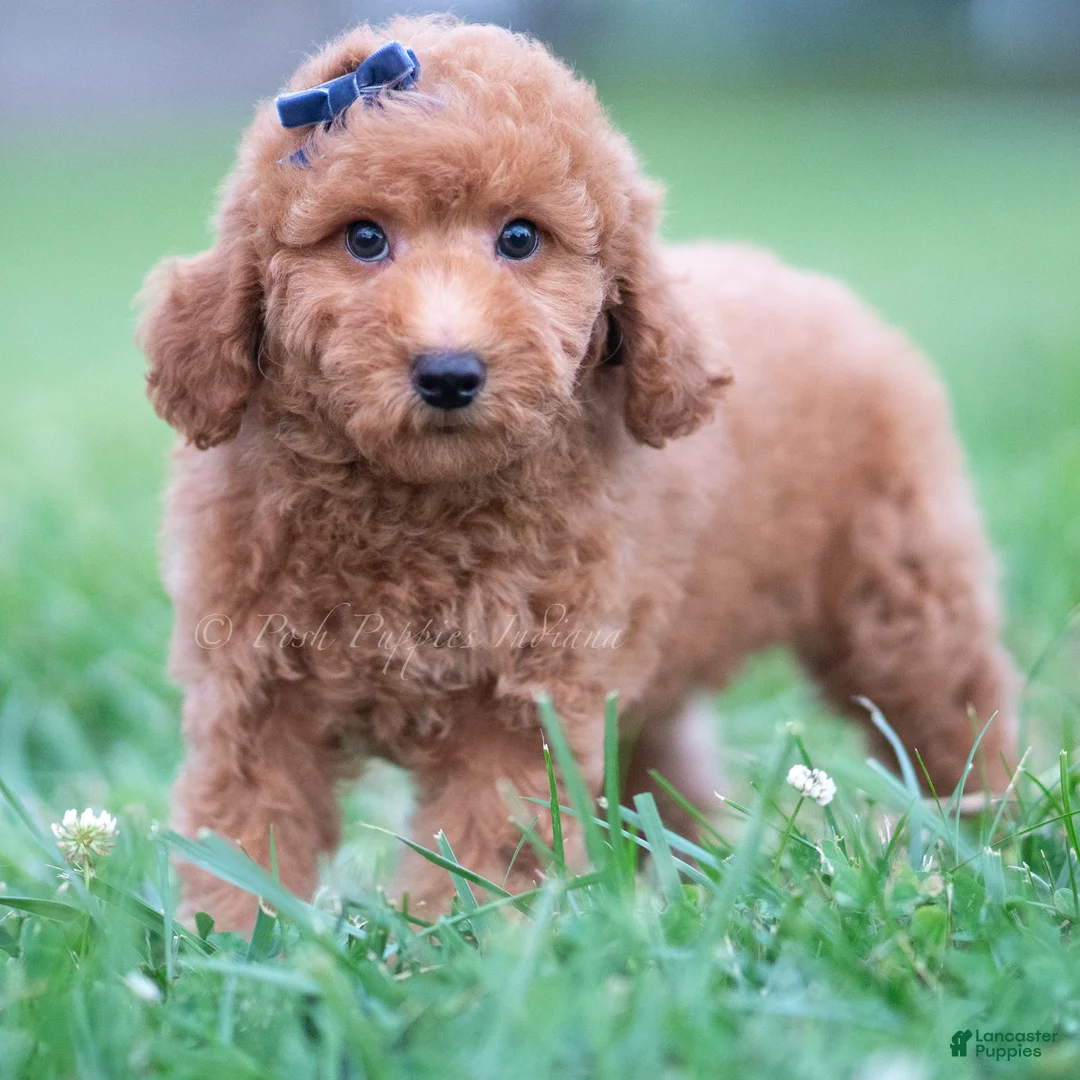 Mini Goldendoodle dogs for sale: Fitz - Ad 1