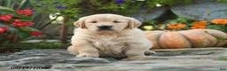 Golden Retriever dogs for sale: Cuddles - Ad 1