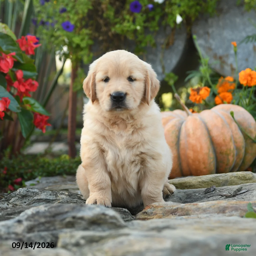 Golden Retriever dogs for sale: Cuddles - Ad 1