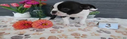 Boston Terrier dogs for sale: Boston Terrier 3 Stacy - Ad 4