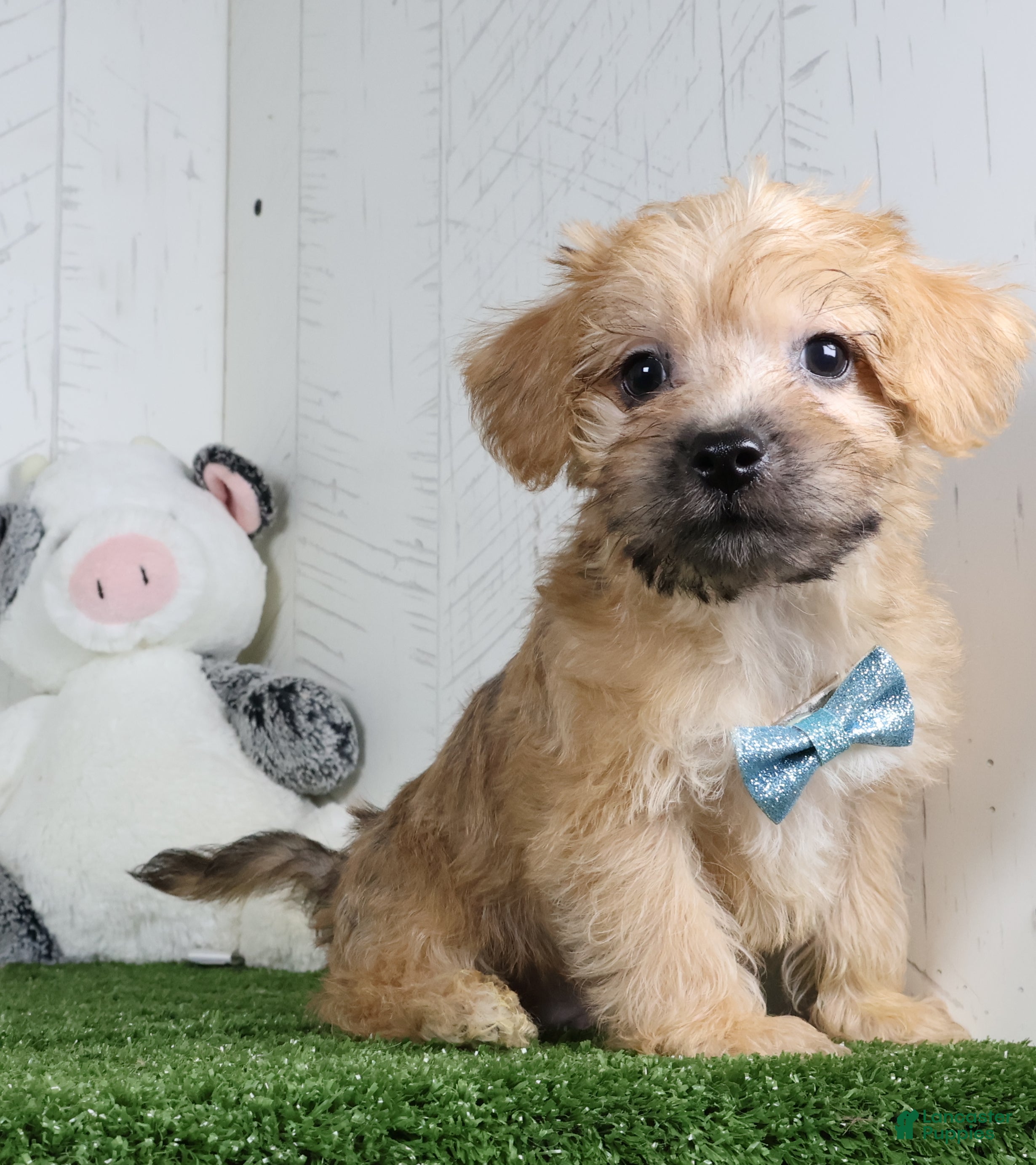 Yochon dogs Bowser - Ad 2