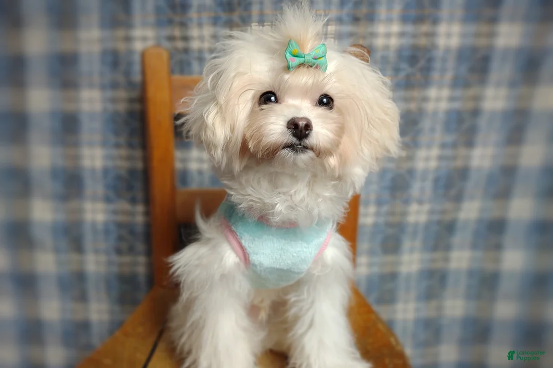 Maltipoo dogs for sale: Korean Teddybear Taiyang - Ad 1