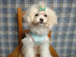 Maltipoo dogs Korean Teddybear Taiyang - Ad 10